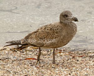 Juvenile / immature Pacific gull, Larus pacificus, on the beach at Streaky Bay, Eyre Peninsula, South Australia.