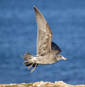 Juvenile / immature Pacific gull, Larus pacificus, in flight with background of blue ocean on Yorke Peninsula in South Australia.