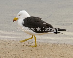 Pacific gull, Larus pacificus, strolling along beach at Baird Bay on Eyre Peninsula in South Australia.