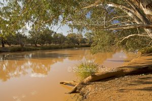 The Paroo River at Currawinya National Park in outback Queensland, Australia.