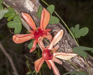 Flowers of climber, native passionflower, Passiflora aurantia, in Queensland Australia.