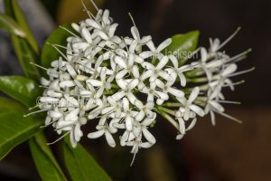White perfumed flowers of Pavetta australiensis, Australian native shrub, Butterfly Bush on dark background