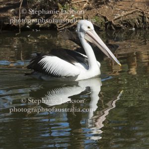 Pelican, Pelecanus conspicillatus, drifting on and reflected in the dark waters of a lake in the Queensland city of Bundaberg.