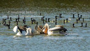 A squadron of Pelicans, Pelecanus conspicillatus, fishing with a flock of Little Black Cormorants in a lake in the Queensland city of Bundaberg.