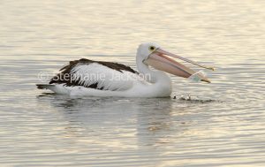 Pelican with discarded plastic debris in its bill, drifting on water of ocean at Baird Bay, on the Eyre Peninsula in South Australia