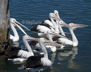 Pelicans on blue water of Wallis Lake at Tuncurry in NSW Australia