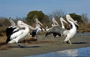 Flock of Australian pelicans on beach at Mallacoota in Victoria Australia