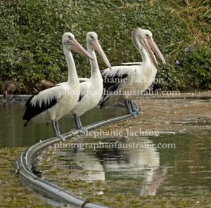 Australian pelicans, Pelecanus conspicillatus, perching on an irrigation pipe across a dam in Queensland.