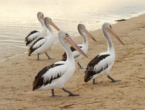 Australian pelicans, Pelecanus conspicillatus, on a beach at Baird Bay, on the Eyre Peninsula in South Australia.