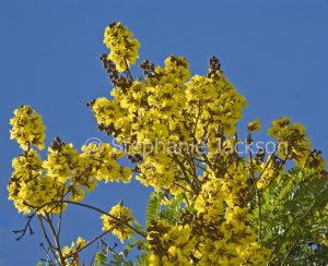Yellow flowers of Peltophorum pterocarpum, Copperpod / Yellow Flame Tree against background of blue sky