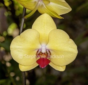 Lemon yellow and red flower of Moth Orchid, Phalaenopsis cultivar on dark green background
