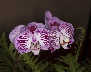 Purple and white striped flowers of Moth Orchid, Phalaenopsis cultivar on dark background