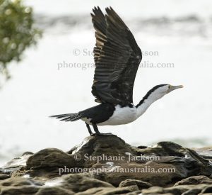 Pied Cormorant, Phalacrocorax varius, about to take to the sky from coastal rocks near the Queensland city of Hervey Bay.