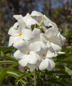 White flowers of Plumeria pudica 'Everlasting Love', Evergreen Frangipani.