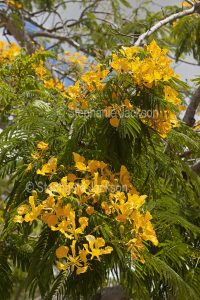 Yellow flowers of Delonix regia var. flavida, yellow poinciana tree