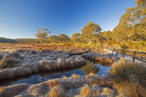 Winters morning with frost on golden grasses at Polblue swamp in Barrington Tops National Park in NSW Australia