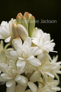 White perfumed flowers of Polianthes tuberosa, Tuberose on dark background