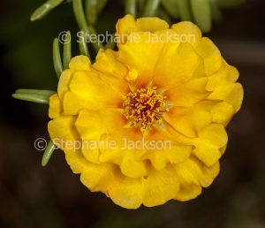 Vivid yellow flower of Portulaca grandiflora, Moss Rose, annual plant on dark background