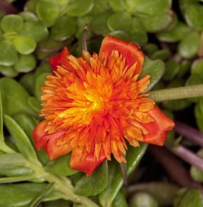 Double orange flower of Portulaca oleracea 'Summer Stars'. perennial plant