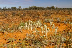 Australian outback landscape with wildflowers, Ptilotus macrocephalus, Green Pussytails, in Queensland Australia.