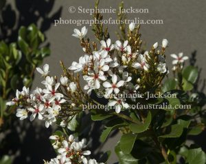 Flowers of Raphiolpsis indica, Indian Hawthorn