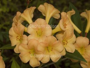 Cluster of apricot orange flowers of tropical Vireya Rhododendron 'Just Peachy'