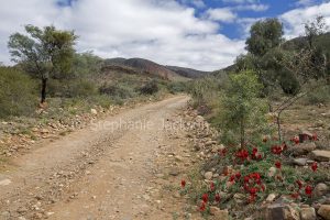 Track / road through Gammon Ranges National Park with Sturt's desert pea, Swainsona formosa, flowering among roadside rocks.