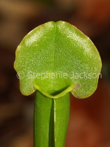 Sarracenia species, a carnivorous, insect-eating plant that's commonly known as a Pitcher Plant.
