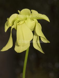 Unusual flower of Sarracenia species, a carnivorous, insect-eating plant.