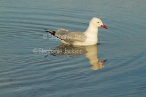 Silver gull, Chroicocephalus novaehollandiae,drifting on and reflected in calm blue water of ocean at Baird Bay on Eyre Peninsula in South Australia.