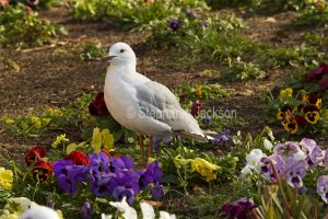 Silver gull, Chroicocephalus novaehollandiae, standing among colourful flowers in a garden bed at Circular Quay in Sydney NSW Australia.