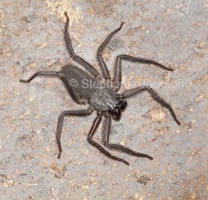Flat black spider, a Hemidoea species, in Queensland Australia.