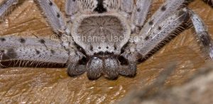 Close-up of face of huntsman spider, Holconia immanis in Queensland Australia.
