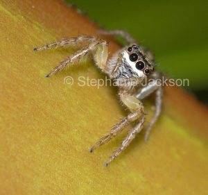 Spider with large eyes on the leaf of a bromeliad in a garden in Queensland Australia.