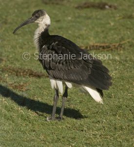 Straw-necked ibis, Threskiornis spinicollis, in NSW Australia