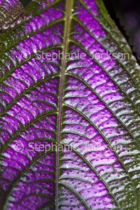Close-up of vivid purple leaf of Strobilanthes dyerianus, Persian Shield plant.