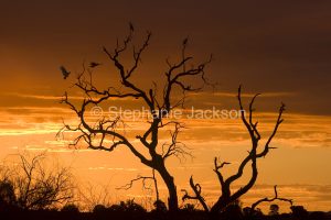 Dead tree silhouetted against colourful sky at sunset near Binnaway in NSW Australia - with cockatoos arriving to roost for the night.
