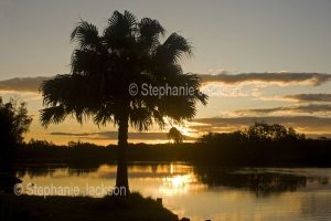 Sunset over the calm waters of the Myall River with palm tree silhouetted against the sky, near Hawk's Nest in NSW Australia