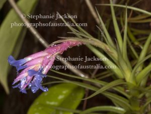 Flowers of a Tillandsia - a bromeliad that's commonly referred to as an 'air plant'.
