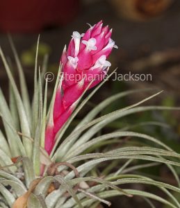 Vivid deep pink bracts, white flowers and grey green leaves of Tillandsia houston, a bromeliad, commonly known as an air plant