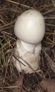Fungi, Australian fungus / toadstool growing on a forest floor.