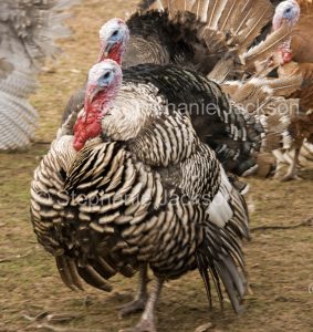Turkey on free range turkey farm in Victoria Australia.