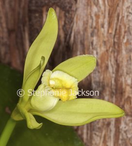 Lime yellow flower of Vanilla planifolia, Vanilla Orchid, a climbing species.