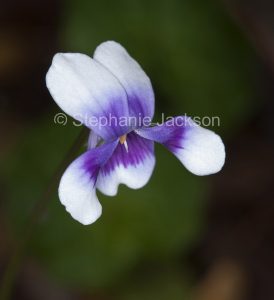 Purple and white flower of Australian native violet, Viola hederaceae in Queensland Australia
