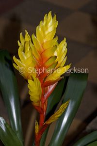 Bromeliad, a Vriesia cultivar, red and yellow bracts and dark green leaves