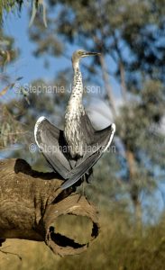 Juvenile white necked / Pacific heron, Ardea pacifica in outback Queensland Australia