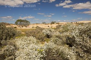 Australian outback landscape dominated by wildflowers, Olearia pimeleoides, mallee daisy bush, at Mungo National Park in NSW.