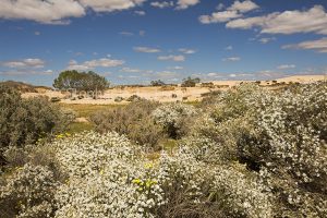Australian outback landscape with wildflowers, masses of white Olearia daisies and sand dunes at Mungo National Park in NSW Australia