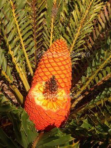 Ripe seed cone and leaves of Zamia encephalatos ferox, Zamia Palm