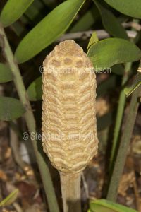 Seed cone of Zamia furfuracea, Cardboard Plant / Zamia Palm / Jamaican Sago Palm,
